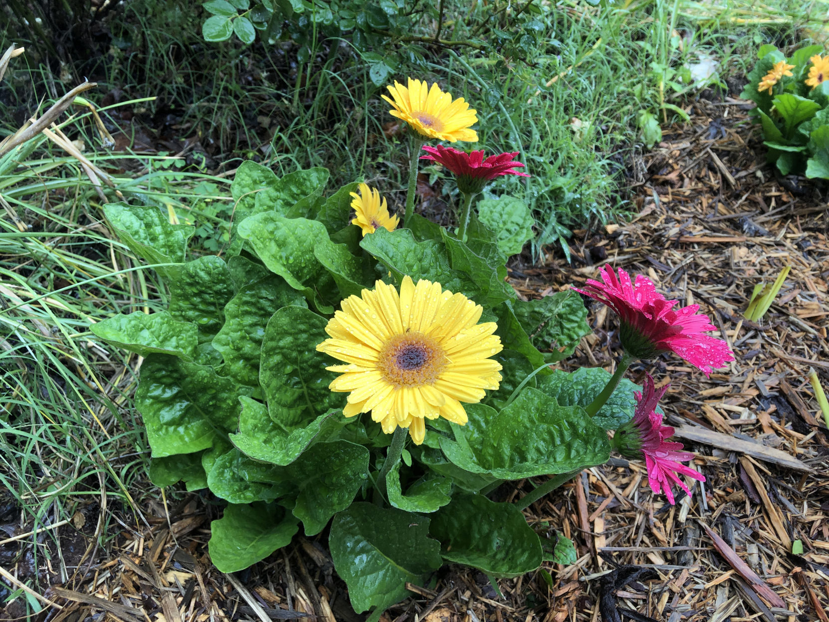 Rain and flowers